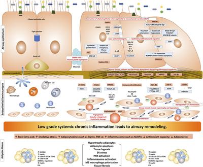 Impact of obesity on airway remodeling in asthma: pathophysiological insights and clinical implications